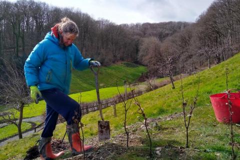 Planting a hedge